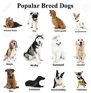 different breed dogs
